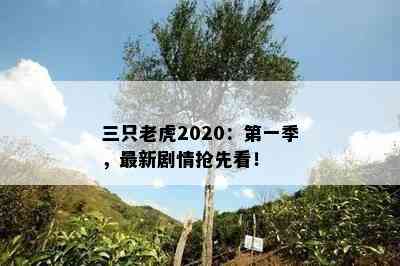 三只老虎2020：之一季，最新剧情抢先看！