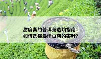 甜度高的普洱茶选购指南：怎样选择更佳口感的茶叶？