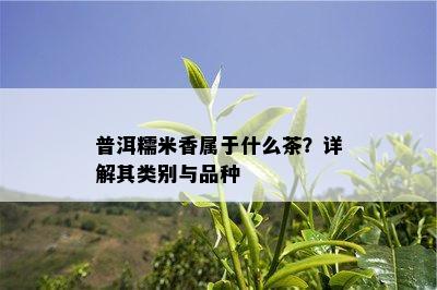 普洱糯米香属于什么茶？详解其类别与品种