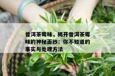 普洱茶霉味，揭开普洱茶霉味的神秘面纱：你不知道的事实与解决方法