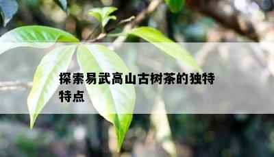 探索易武高山古树茶的特别特点