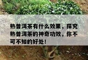 熟普洱茶有什么效果，探究熟普洱茶的神奇功效，你不可不知的好处！