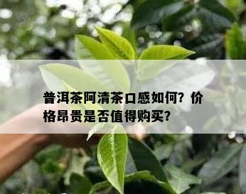 普洱茶阿清茶口感如何？价格昂贵是否值得购买？