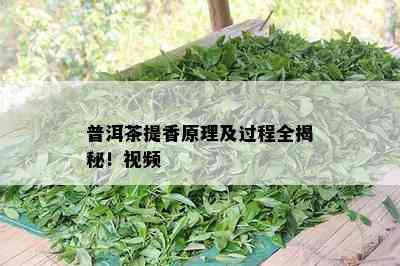 普洱茶提香原理及过程全揭秘！视频