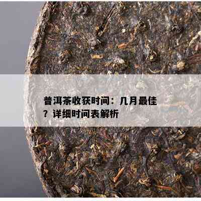 普洱茶收获时间：几月更佳？详细时间表解析