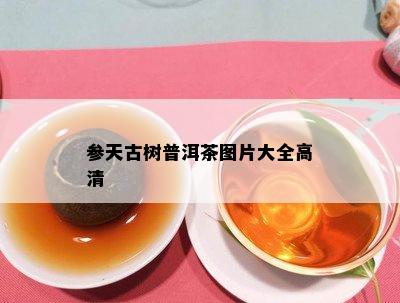 参天古树普洱茶图片大全高清