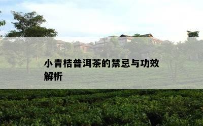 小青桔普洱茶的禁忌与功效解析