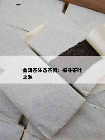 普洱茶生态茶园：探寻茶叶之源