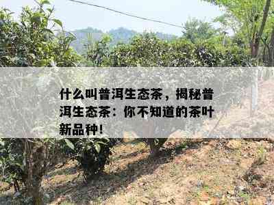 什么叫普洱生态茶，揭秘普洱生态茶：你不知道的茶叶新品种！