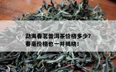 勐海春茗普洱茶价格多少？春毫价格也一并揭晓！