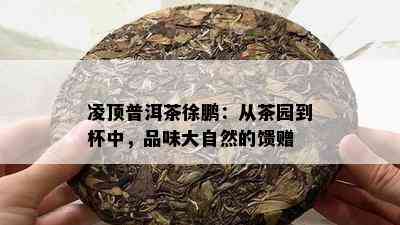 凌顶普洱茶徐鹏：从茶园到杯中，品味大自然的馈赠