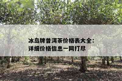 冰岛牌普洱茶价格表大全：详细价格信息一网打尽