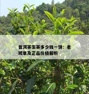 普洱茶生茶多少钱一饼：老班章及正品价格解析