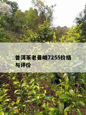 普洱茶老曼峨7255价格与评价