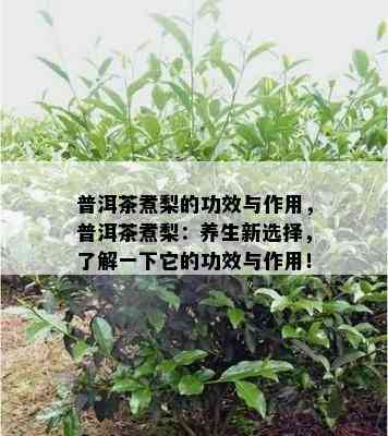 普洱茶煮梨的功效与作用，普洱茶煮梨：养生新选择，熟悉一下它的功效与作用！