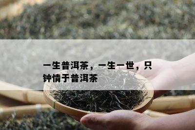 一生普洱茶，一生一世，只钟情于普洱茶