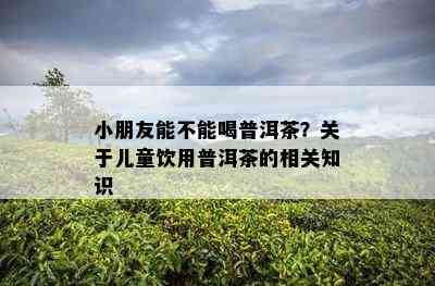 小朋友能不能喝普洱茶？关于儿童饮用普洱茶的相关知识