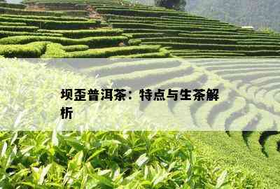 坝歪普洱茶：特点与生茶解析