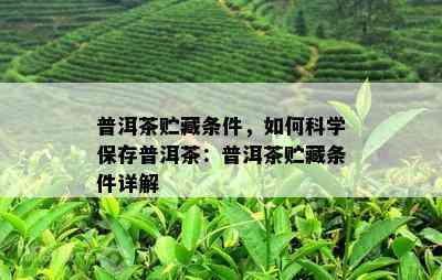 普洱茶贮藏条件，怎样科学保存普洱茶：普洱茶贮藏条件详解