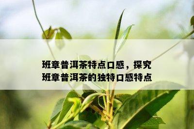 班章普洱茶特点口感，探究班章普洱茶的特别口感特点