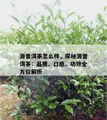 源普洱茶怎么样，探秘源普洱茶：品质、口感、功效全方位解析