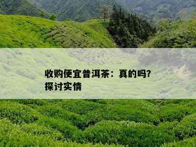 收购便宜普洱茶：真的吗？探讨实情