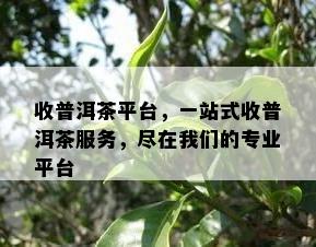 收普洱茶平台，一站式收普洱茶服务，尽在咱们的专业平台