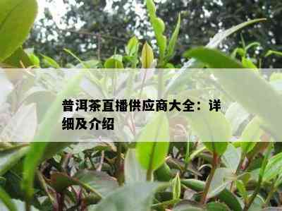 普洱茶直播供应商大全：详细及介绍