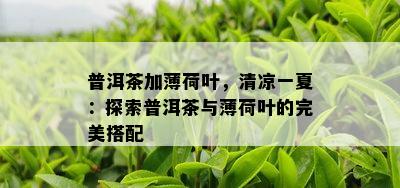 普洱茶加薄荷叶，清凉一夏：探索普洱茶与薄荷叶的完美搭配