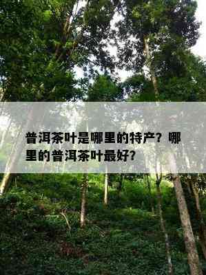 普洱茶叶是哪里的特产？哪里的普洱茶叶更好？