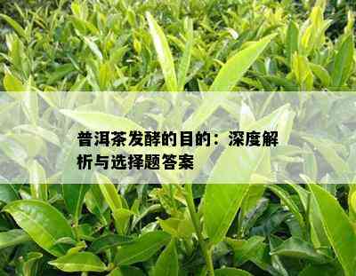 普洱茶发酵的目的：深度解析与选择题答案