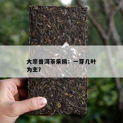 大宗普洱茶采摘：一芽几叶为主？