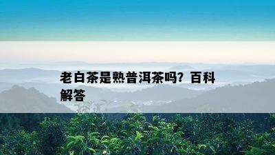 老白茶是熟普洱茶吗？百科解答