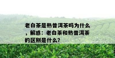 老白茶是熟普洱茶吗为什么，解惑：老白茶和熟普洱茶的区别是什么？