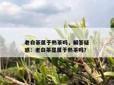 老白茶属于熟茶吗，解答疑惑：老白茶是属于熟茶吗？