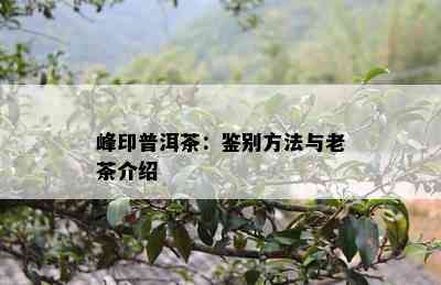 峰印普洱茶：鉴别方法与老茶介绍