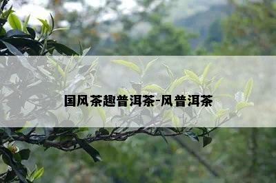 国风茶趣普洱茶-风普洱茶