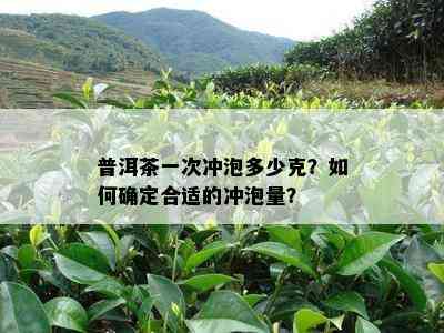 普洱茶一次冲泡多少克？怎样确定合适的冲泡量？