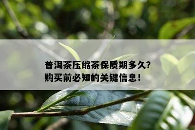 普洱茶压缩茶保质期多久？购买前必知的关键信息！