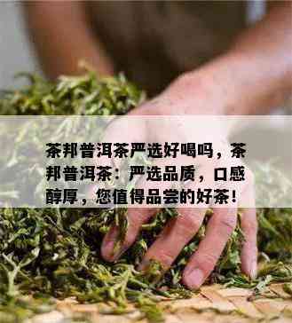 茶邦普洱茶严选好喝吗，茶邦普洱茶：严选品质，口感醇厚，您值得品尝的好茶！