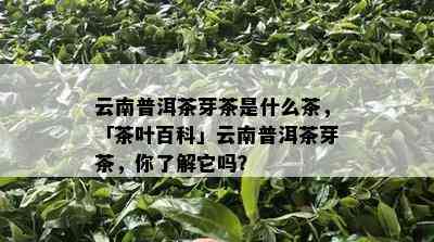 云南普洱茶芽茶是什么茶，「茶叶百科」云南普洱茶芽茶，你熟悉它吗？