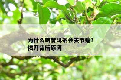 为什么喝普洱茶会关节痛？揭开背后起因