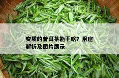 变质的普洱茶能干啥？用途解析及图片展示