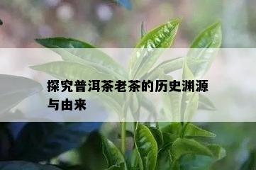 探究普洱茶老茶的历史渊源与由来