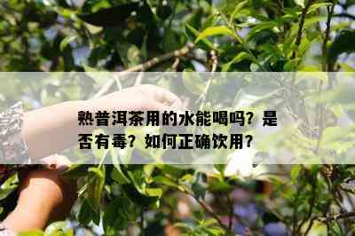 熟普洱茶用的水能喝吗？是不是有？怎样正确饮用？