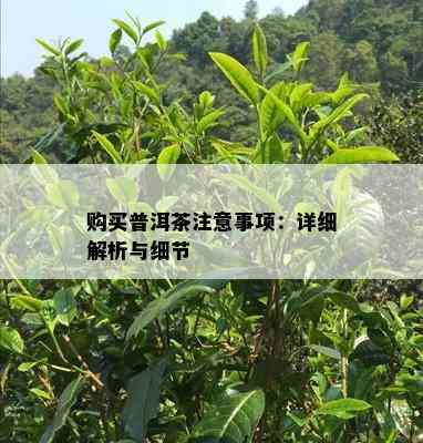 购买普洱茶注意事项：详细解析与细节