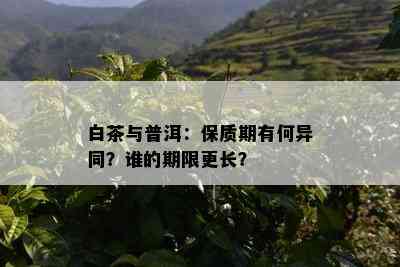 白茶与普洱：保质期有何异同？谁的期限更长？