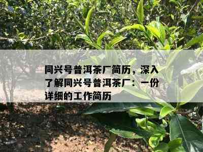 同兴号普洱茶厂简历，深入了解同兴号普洱茶厂：一份详细的工作简历