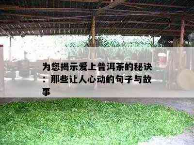 为您揭示爱上普洱茶的秘诀：那些让人心动的句子与故事