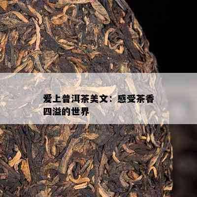 爱上普洱茶美文：感受茶香四溢的世界